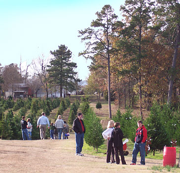 Motley's Christmas tree farm, with fir, pine, cypress and spruce Christmas trees, Little Rock, Arkansas. 