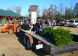 Select the perfect tree and let us help you bring it back, shake it, bale it, and load it on your car, at Motley's Christmas Tree Farm in Little Rock, Arkansas